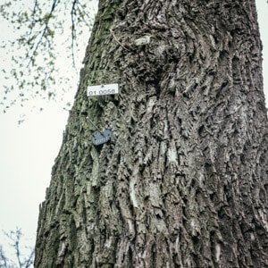 The Numbered Trees in Berlin